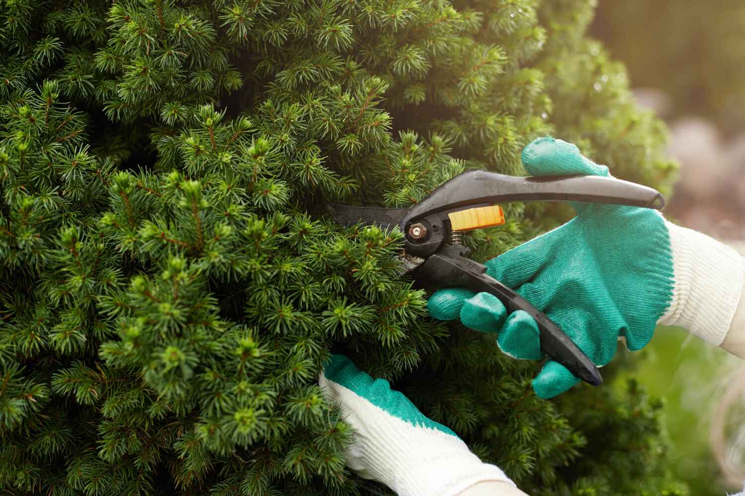 Best Tree Care Services  in Glenolden, PA